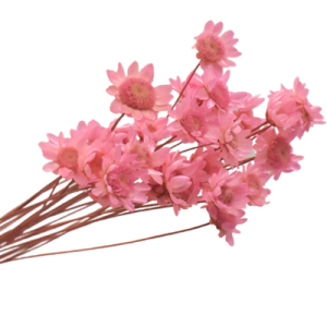 Pink Preserved Flowers | 30 Stems
